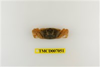 藏品(隆背大眼蟹)的圖片